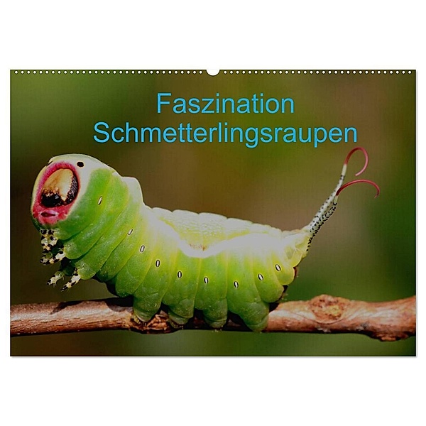 Faszination Schmetterlingsraupen (Wandkalender 2024 DIN A2 quer), CALVENDO Monatskalender, Winfried Erlwein