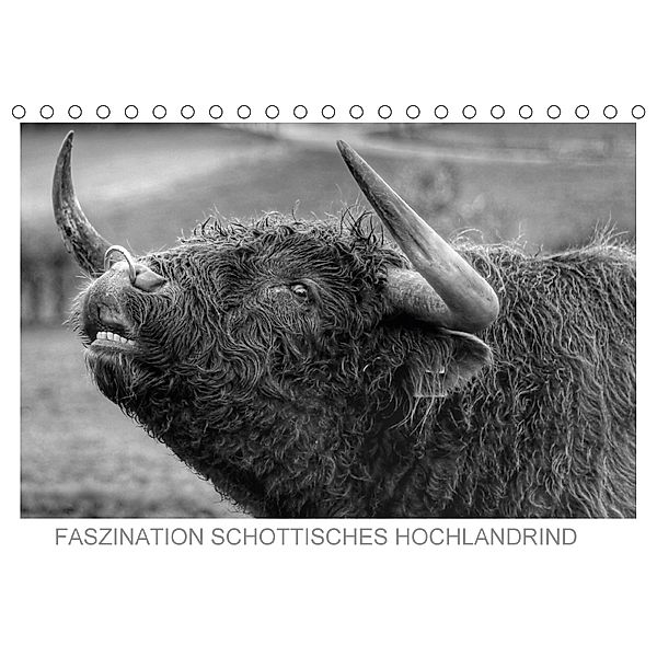 Faszination Schottisches Hochlandrind (Tischkalender 2018 DIN A5 quer), Sigrid Sprengelmeyer