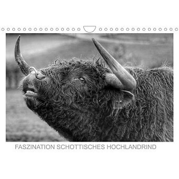 Faszination Schottisches Hochlandrind (Wandkalender 2022 DIN A4 quer), Sigrid Sprengelmeyer