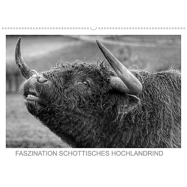 Faszination Schottisches Hochlandrind (Wandkalender 2023 DIN A2 quer), Sigrid Sprengelmeyer