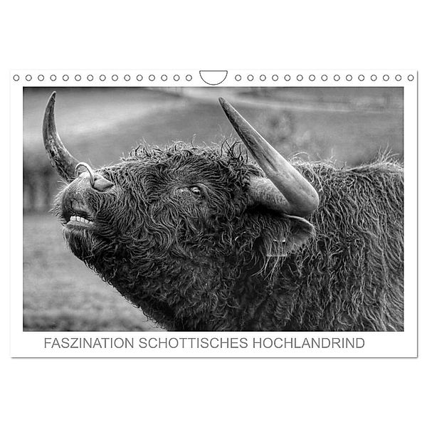 Faszination Schottisches Hochlandrind (Wandkalender 2024 DIN A4 quer), CALVENDO Monatskalender, Sigrid Sprengelmeyer