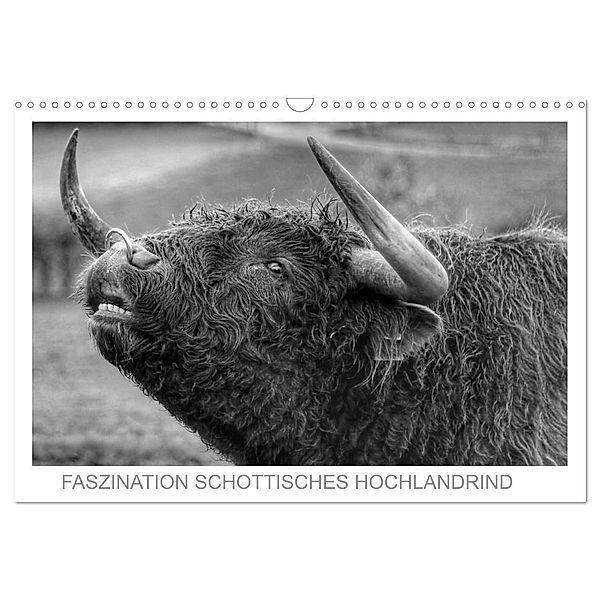 Faszination Schottisches Hochlandrind (Wandkalender 2025 DIN A3 quer), CALVENDO Monatskalender, Calvendo, Sigrid Sprengelmeyer
