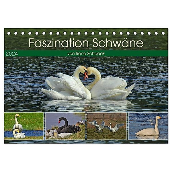 Faszination Schwäne (Tischkalender 2024 DIN A5 quer), CALVENDO Monatskalender, René Schaack