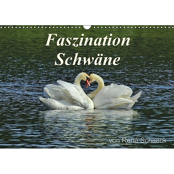 Faszination Schwäne (Wandkalender 2017 DIN A3 quer), René Schaack