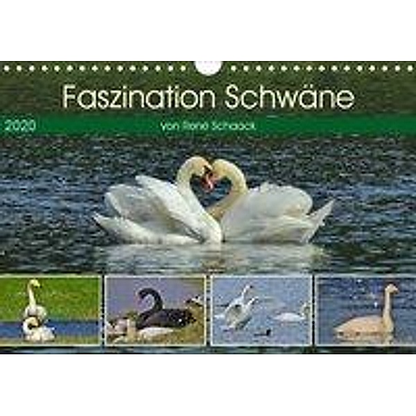 Faszination Schwäne (Wandkalender 2020 DIN A4 quer), René Schaack