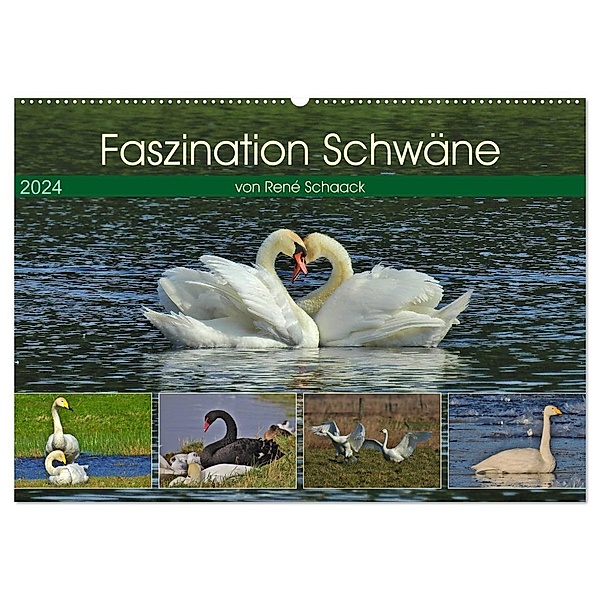 Faszination Schwäne (Wandkalender 2024 DIN A2 quer), CALVENDO Monatskalender, René Schaack