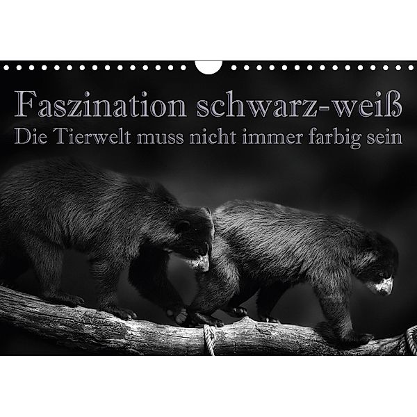 Faszination schwarz-weiß - Die Tierwelt muss nicht immer farbig sein (Wandkalender 2018 DIN A4 quer), Eleonore Swierczyna