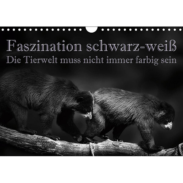 Faszination schwarz-weiß - Die Tierwelt muss nicht immer farbig sein (Wandkalender 2019 DIN A4 quer), Eleonore Swierczyna