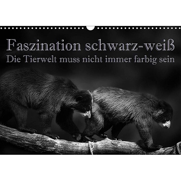 Faszination schwarz-weiß - Die Tierwelt muss nicht immer farbig sein (Wandkalender 2023 DIN A3 quer), Eleonore Swierczyna