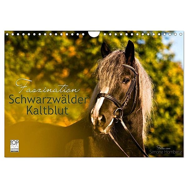 Faszination Schwarzwälder Kaltblut (Wandkalender 2024 DIN A4 quer), CALVENDO Monatskalender, HomSi-Fotos