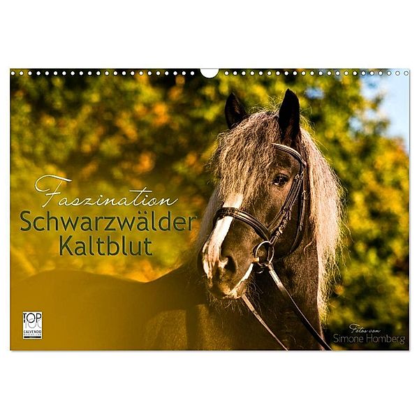 Faszination Schwarzwälder Kaltblut (Wandkalender 2024 DIN A3 quer), CALVENDO Monatskalender, HomSi-Fotos