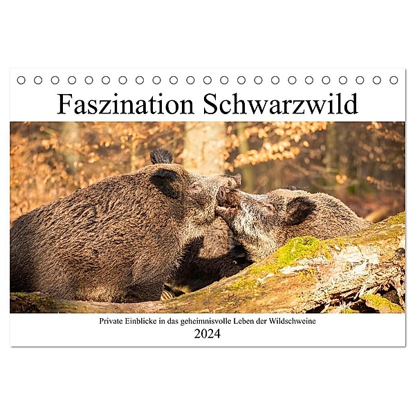 Faszination Schwarzwild (Tischkalender 2024 DIN A5 quer), CALVENDO Monatskalender, Daniela Fett