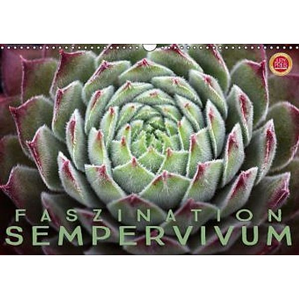 Faszination Sempervivum (Wandkalender 2016 DIN A3 quer), Martina Cross