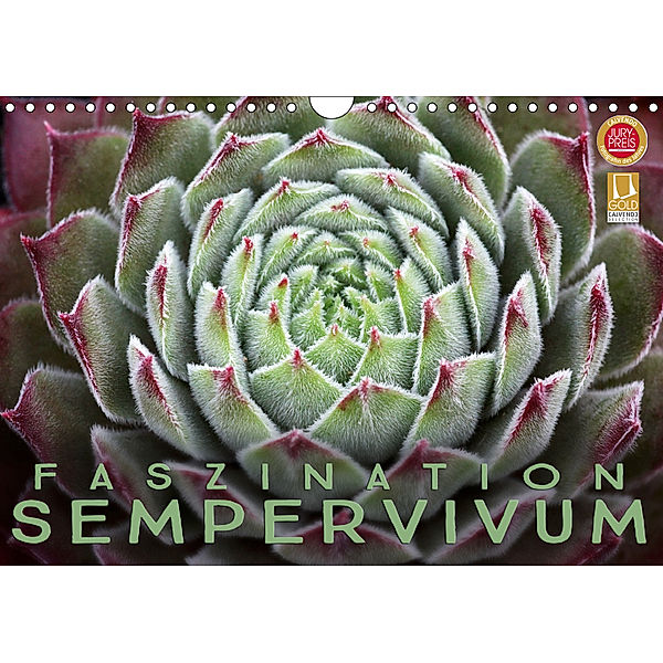 Faszination Sempervivum (Wandkalender 2019 DIN A4 quer), Martina Cross