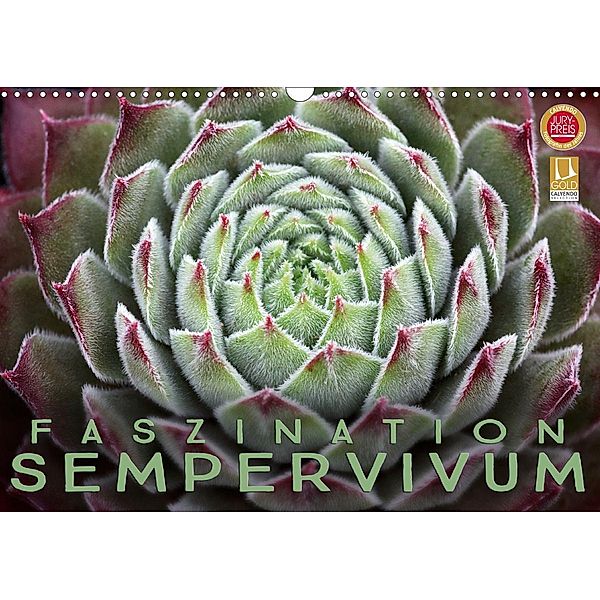 Faszination Sempervivum (Wandkalender 2020 DIN A3 quer), Martina Cross