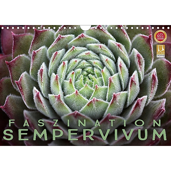 Faszination Sempervivum (Wandkalender 2021 DIN A4 quer), Martina Cross