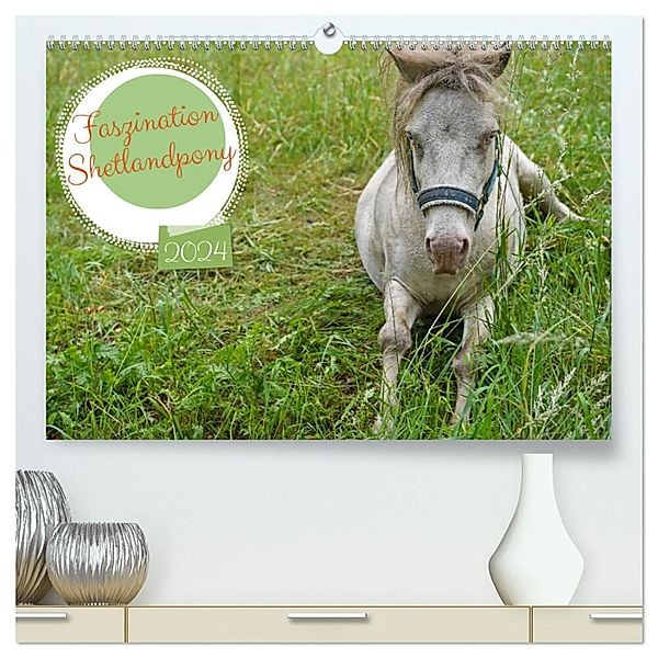 Faszination Shetlandpony (hochwertiger Premium Wandkalender 2024 DIN A2 quer), Kunstdruck in Hochglanz, Babett Paul - Babetts Bildergalerie