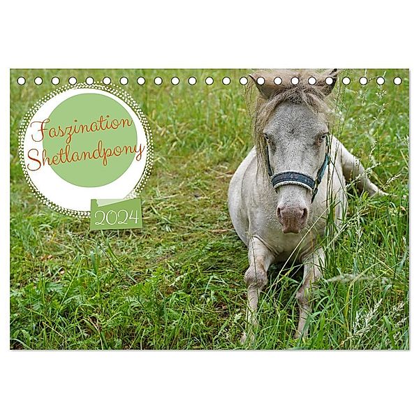 Faszination Shetlandpony (Tischkalender 2024 DIN A5 quer), CALVENDO Monatskalender, Babett Paul - Babetts Bildergalerie