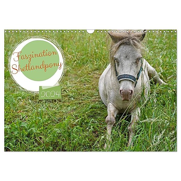 Faszination Shetlandpony (Wandkalender 2024 DIN A3 quer), CALVENDO Monatskalender, Babett Paul - Babetts Bildergalerie