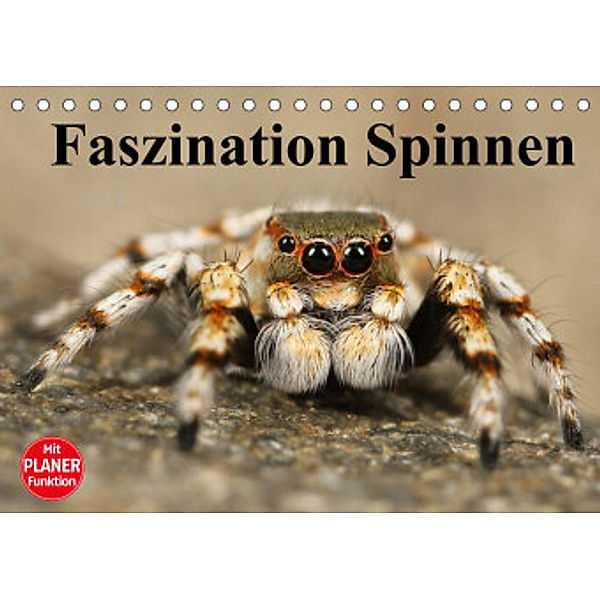 Faszination Spinnen (Tischkalender 2022 DIN A5 quer), Elisabeth Stanzer