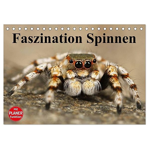 Faszination Spinnen (Tischkalender 2025 DIN A5 quer), CALVENDO Monatskalender, Calvendo, Elisabeth Stanzer