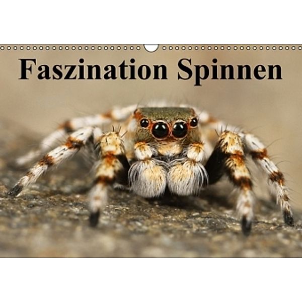 Faszination Spinnen (Wandkalender 2016 DIN A3 quer), Elisabeth Stanzer