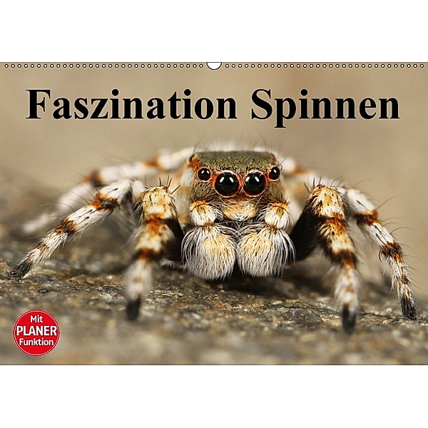 Faszination Spinnen (Wandkalender 2018 DIN A2 quer), Elisabeth Stanzer