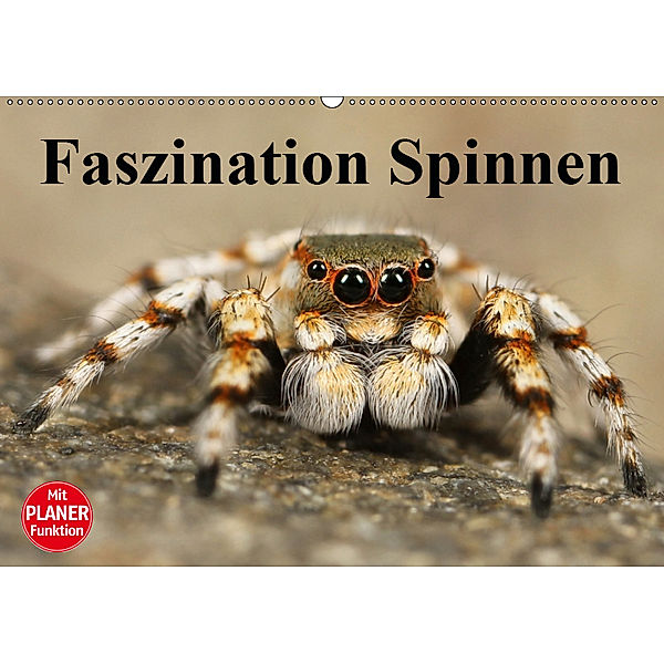 Faszination Spinnen (Wandkalender 2019 DIN A2 quer), Elisabeth Stanzer