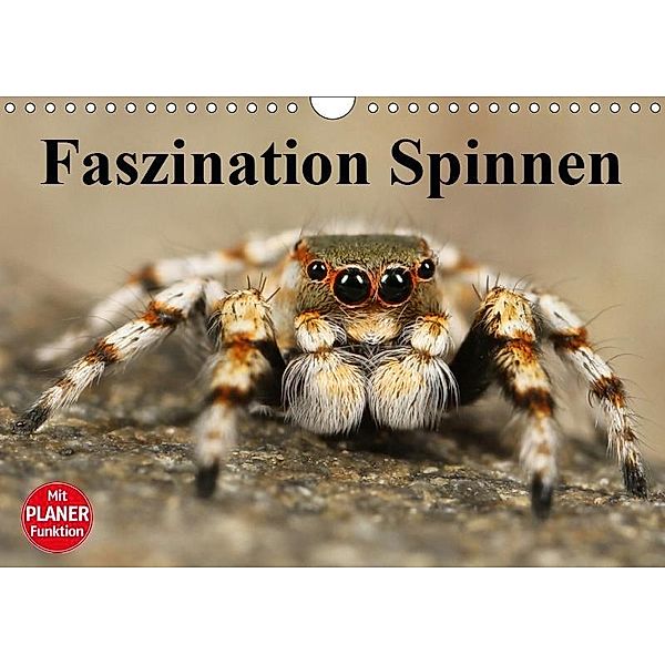 Faszination Spinnen (Wandkalender 2019 DIN A4 quer), Elisabeth Stanzer