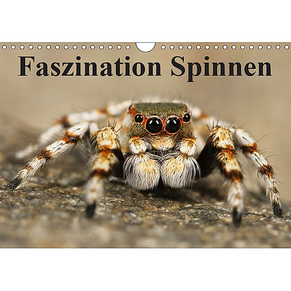 Faszination Spinnen (Wandkalender 2019 DIN A4 quer), Elisabeth Stanzer