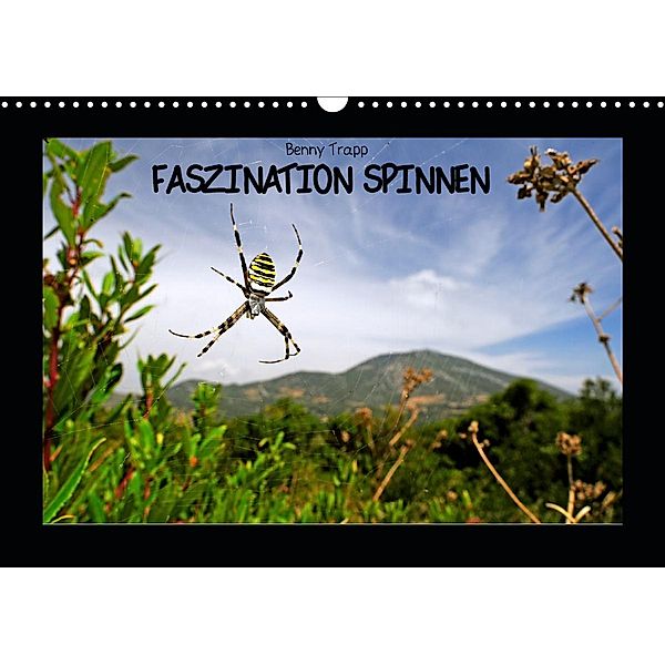 Faszination Spinnen (Wandkalender 2021 DIN A3 quer), Benny Trapp