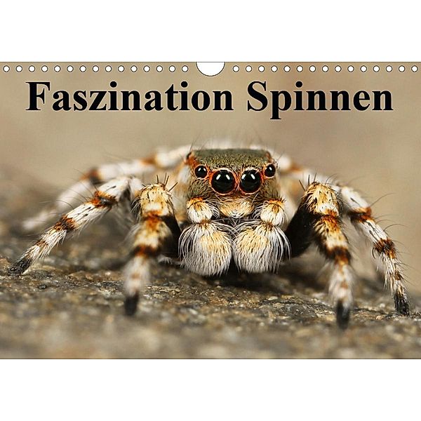 Faszination Spinnen (Wandkalender 2021 DIN A4 quer), Elisabeth Stanzer