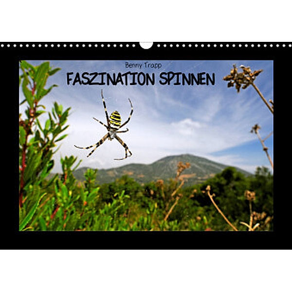 Faszination Spinnen (Wandkalender 2022 DIN A3 quer), Benny Trapp