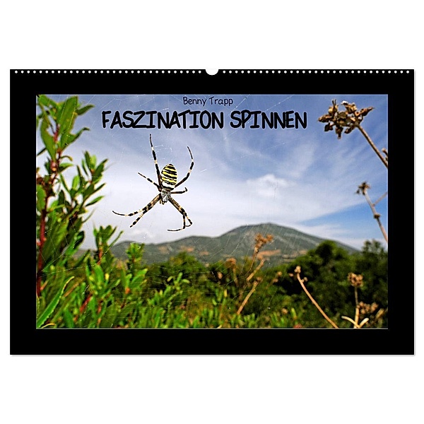 Faszination Spinnen (Wandkalender 2024 DIN A2 quer), CALVENDO Monatskalender, Benny Trapp