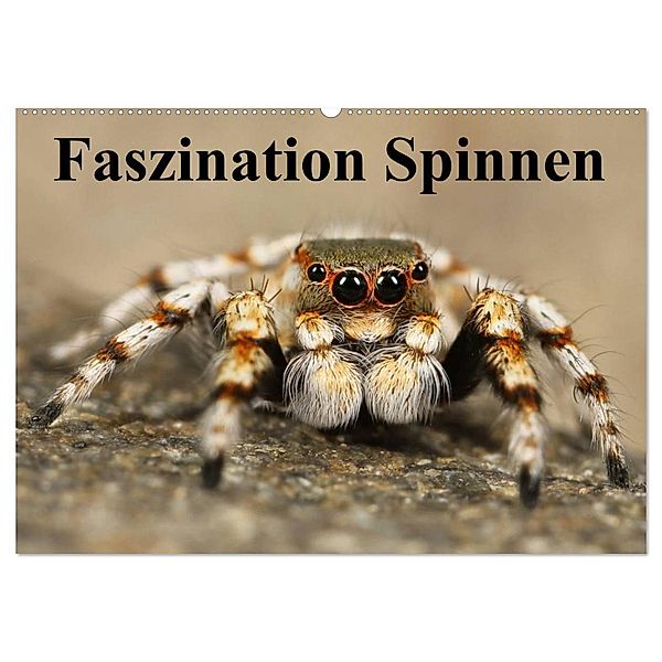 Faszination Spinnen (Wandkalender 2024 DIN A2 quer), CALVENDO Monatskalender, Elisabeth Stanzer