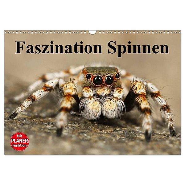 Faszination Spinnen (Wandkalender 2024 DIN A3 quer), CALVENDO Monatskalender, Elisabeth Stanzer