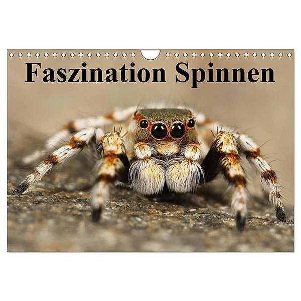 Faszination Spinnen (Wandkalender 2024 DIN A4 quer), CALVENDO Monatskalender, Elisabeth Stanzer