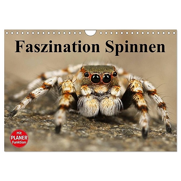 Faszination Spinnen (Wandkalender 2024 DIN A4 quer), CALVENDO Monatskalender, Elisabeth Stanzer