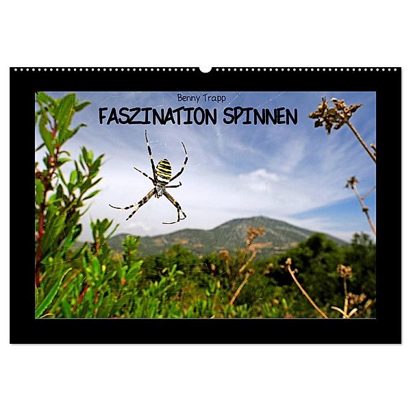 Faszination Spinnen (Wandkalender 2025 DIN A2 quer), CALVENDO Monatskalender, Calvendo, Benny Trapp