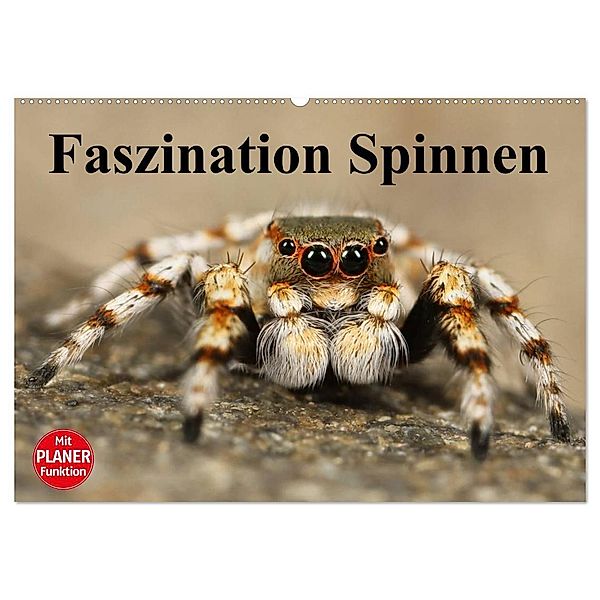 Faszination Spinnen (Wandkalender 2025 DIN A2 quer), CALVENDO Monatskalender, Calvendo, Elisabeth Stanzer