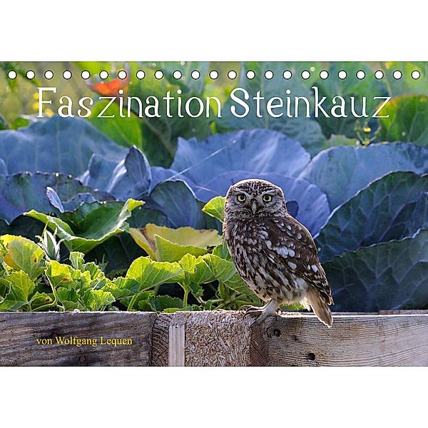 Faszination Steinkauz (Tischkalender 2023 DIN A5 quer), Wolfgang Lequen