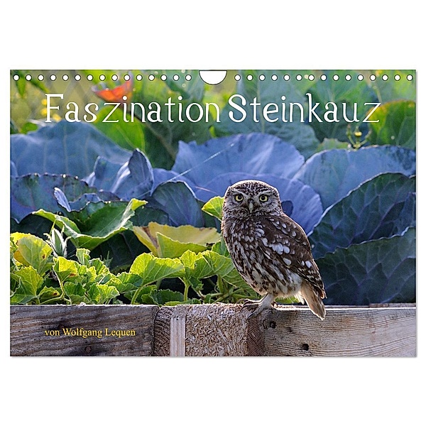 Faszination Steinkauz (Wandkalender 2024 DIN A4 quer), CALVENDO Monatskalender, Wolfgang Lequen
