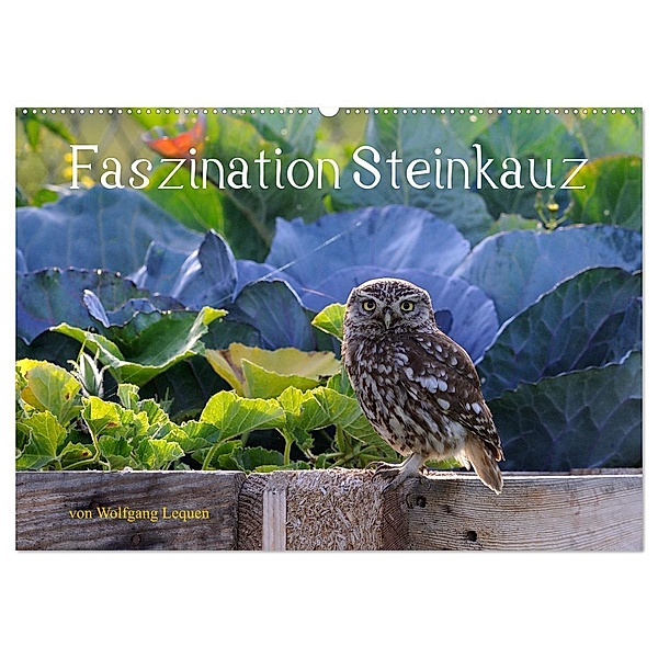 Faszination Steinkauz (Wandkalender 2025 DIN A2 quer), CALVENDO Monatskalender, Calvendo, Wolfgang Lequen