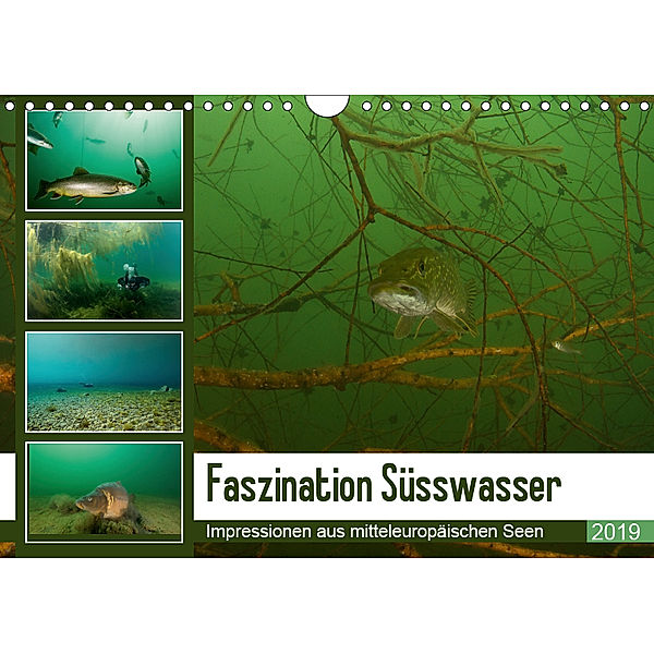 Faszination Süsswasser (Wandkalender 2019 DIN A4 quer), Sven Gruse
