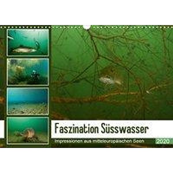 Faszination Süsswasser (Wandkalender 2020 DIN A3 quer), Sven Gruse