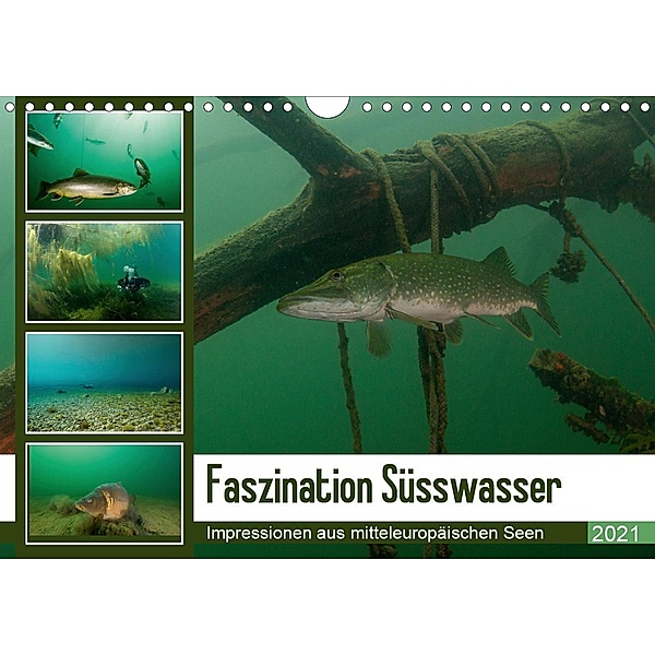 Faszination Süsswasser (Wandkalender 2021 DIN A4 quer), Sven Gruse