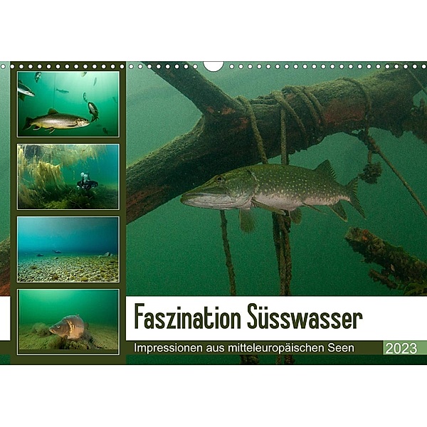 Faszination Süsswasser (Wandkalender 2023 DIN A3 quer), Sven Gruse