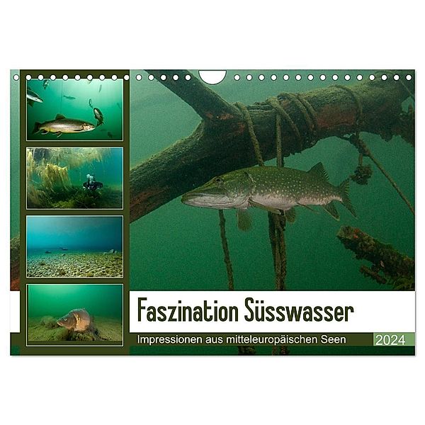 Faszination Süsswasser (Wandkalender 2024 DIN A4 quer), CALVENDO Monatskalender, Sven Gruse