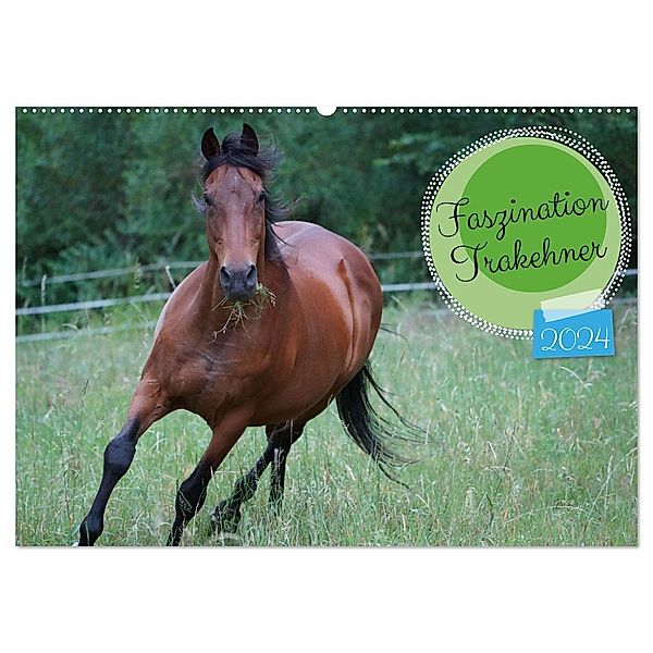 Faszination Trakehner (Wandkalender 2024 DIN A2 quer), CALVENDO Monatskalender, Babett Paul - Babetts Bildergalerie