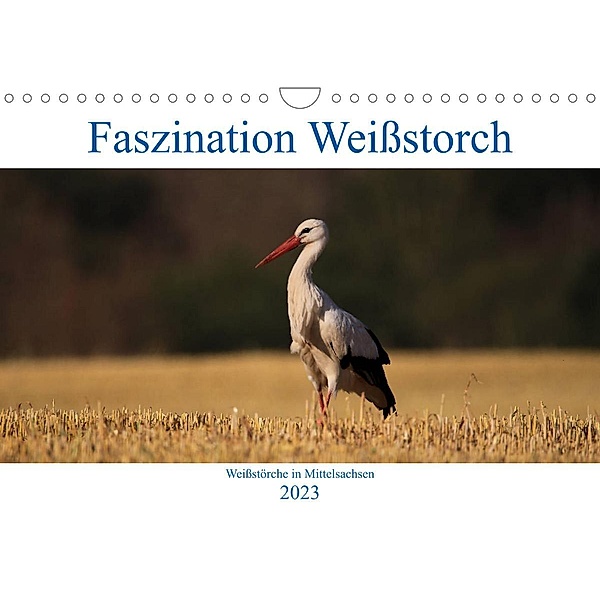Faszination Weißstorch (Wandkalender 2023 DIN A4 quer), Anja Eitzenberger